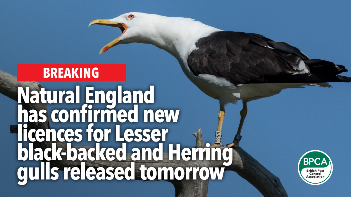 new licences released tomorrow gulls